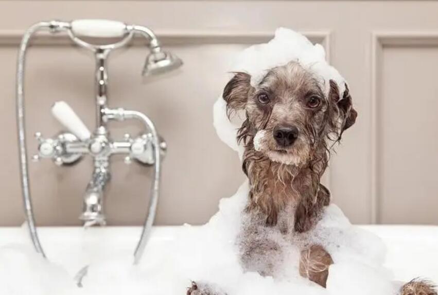 如何把狗狗的毛发洗干净