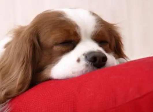 狗狗晚上为什么不睡觉的原因