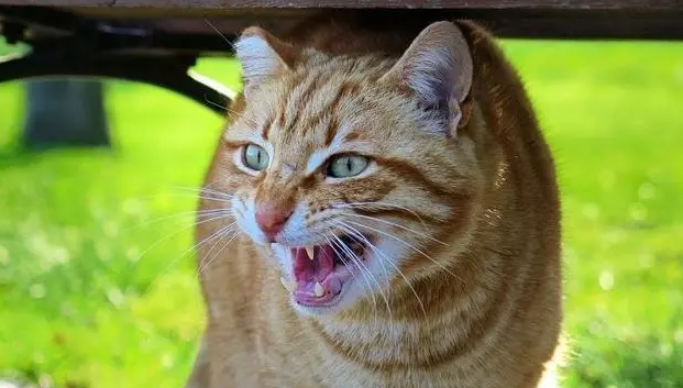 我一出门猫咪就撕心裂肺的叫