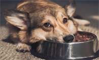 狗狗为什么会特别护食
