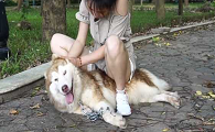 狗狗被骑还很开心怎么回事