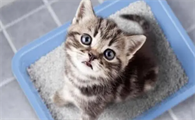 猫尿血死的几率大吗