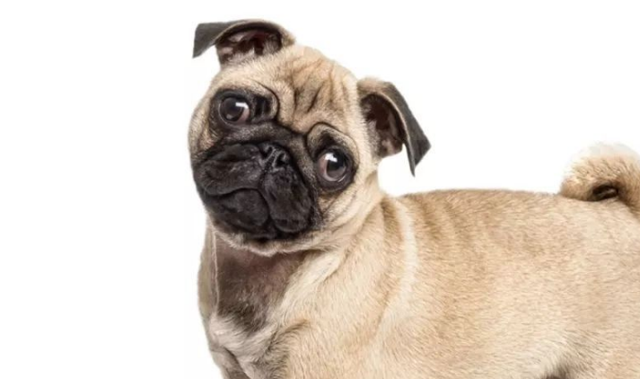 巴哥犬的身上为何很臭？怎么给巴哥犬消除异味