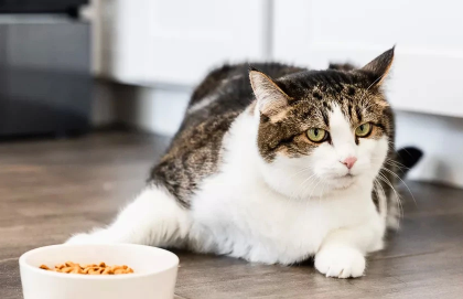 猫咪为什么要断粮呢怎么办