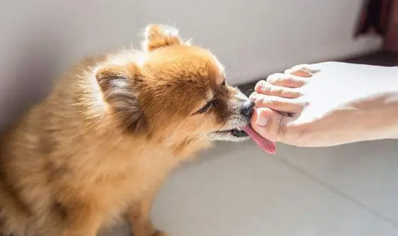 狗狗老是舔你的手脚？原来是在对你说这一些事