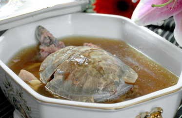 吃乌龟肉的禁忌