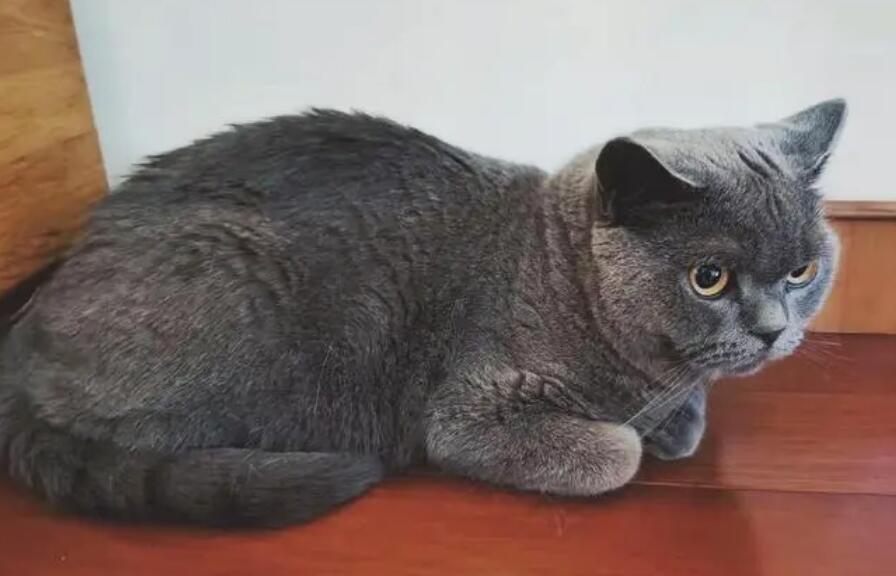 英短蓝猫挂霜怎么回事？让人不得不想探究原因！