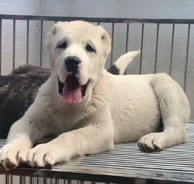中亚牧羊犬吃什么狗粮好？选择狗粮，关键不可忽略