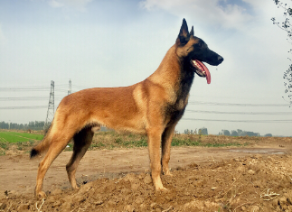 马犬纯种特征