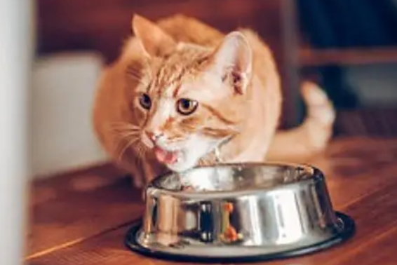 给猫咪换粮需要注意什么 给猫咪换粮需要注意什么