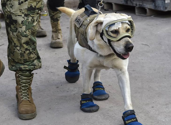 部队搜救犬都是什么狗啊