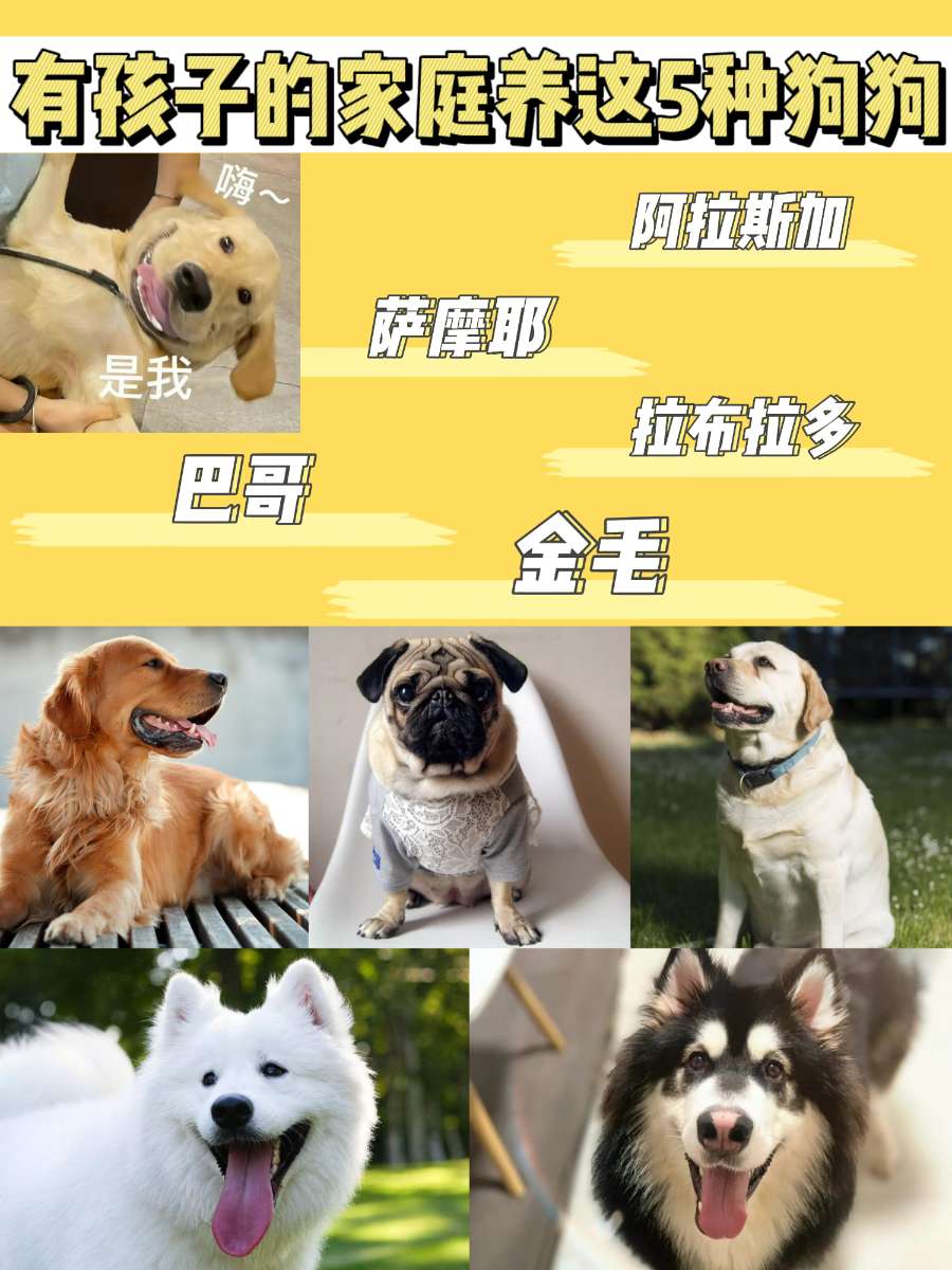 家中有孩子，适合养这5种狗狗，温顺可爱
