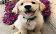 金毛幼犬能吃胡萝卜吗?主人必须知道的常识