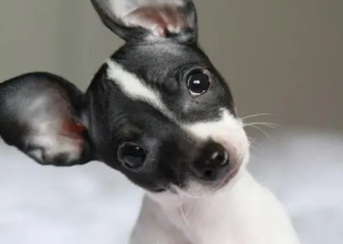 捕鼠梗犬怎么训练大小便？怎么才能让它学会？