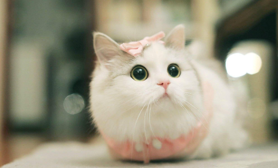 猫咪像狗一样哈气很急促 猫咪像狗一样哈气很急促