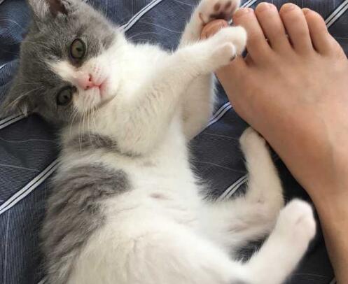 猫咪为什么突然乱咬我脚呢
