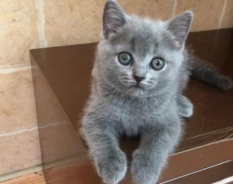 英短蓝白智商高还是蓝猫智商高?这些你了解吗? 英短蓝白智商高还是蓝猫智商高?这些你了解吗?
