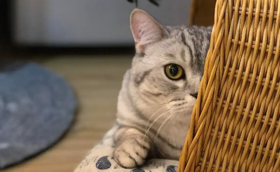 专业找猫的人怎么联系上 专业找猫的人怎么联系上