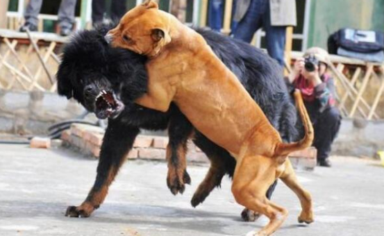 比特犬打架视频观看