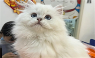 长毛银点猫价位一般在多少
