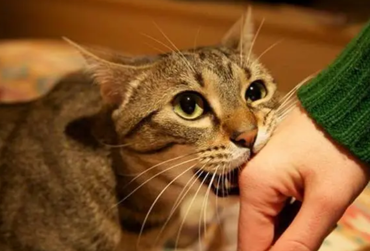 猫咪为什么很亲近人