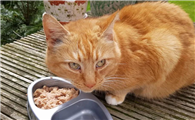 小猫挑食不吃饭怎么办