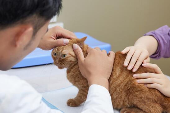 医生怎么检查猫藓病毒