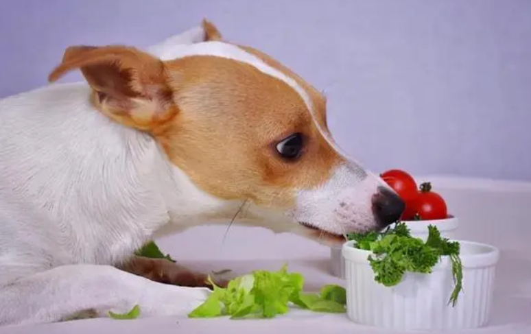 狗狗血糖高吃什么食物