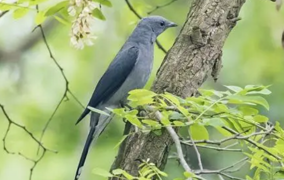 野生鸟怎么养活 野生鸟怎么养活