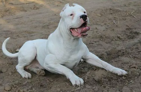 杜高犬怎么训练捕猎？来了解下吧
