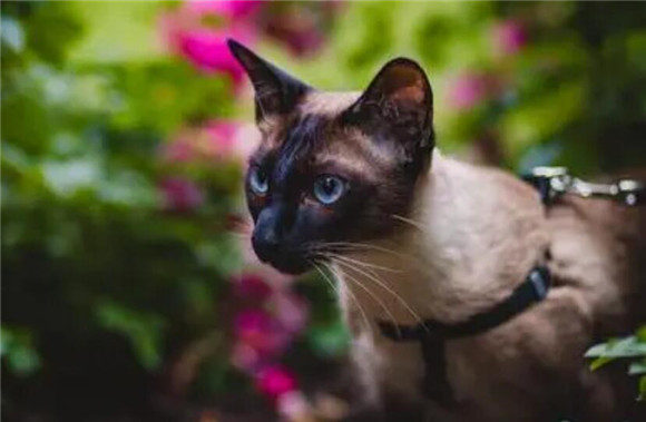 猫咪b超检查多少钱 猫咪b超检查多少钱