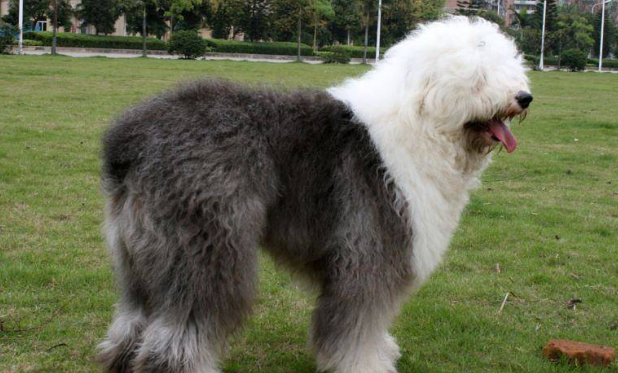纯种古牧犬多少钱一只
