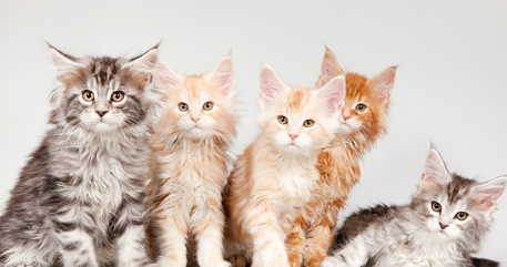 什么颜色的猫最吉利 什么颜色的猫最吉利