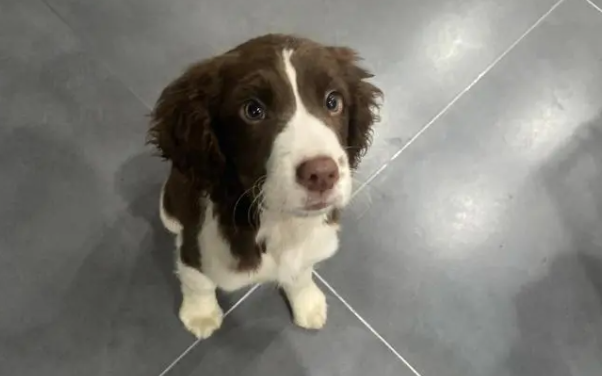 史宾格犬耳朵怎么清理呢？看这里～