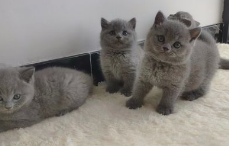 女性蓝猫叫什么名字好听