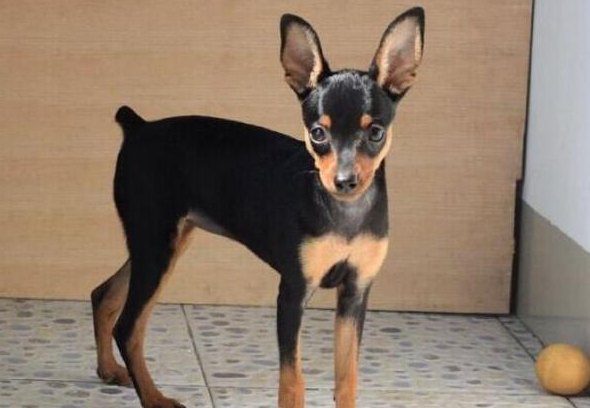 为什么不建议养小鹿犬 为什么不建议养小鹿犬