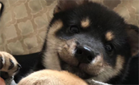 柴犬多大爆脸定型