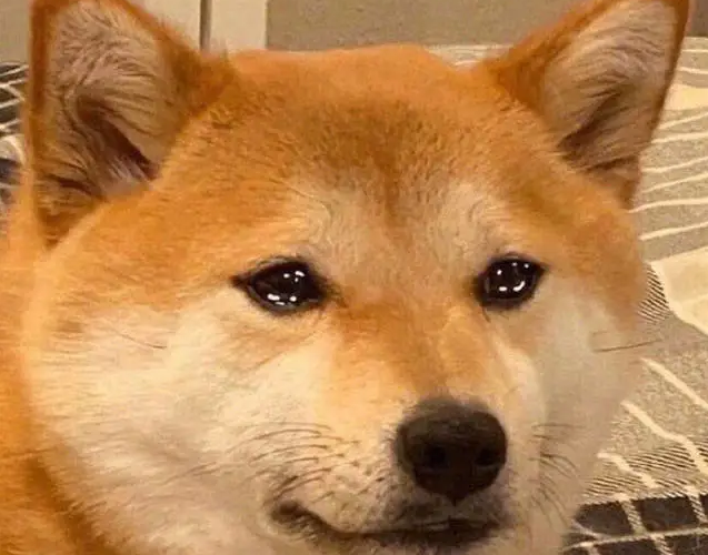为什么狗狗总是流泪