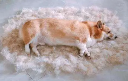 狗狗为什么掉毛呢怎么回事