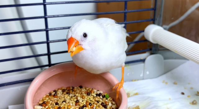 在哪里可以买鸟食 在哪里可以买鸟食