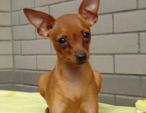 小鹿犬怎么训练上厕所？训练方法是什么？
