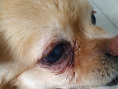 狗狗眼睛红肿凸出来了怎么办