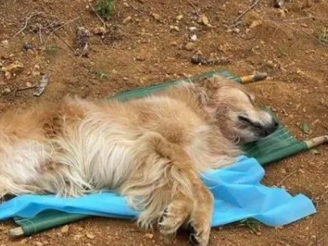 狗狗脱水死亡前症状 狗狗脱水死亡前症状