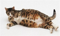孕猫呼吸急促多久才能生