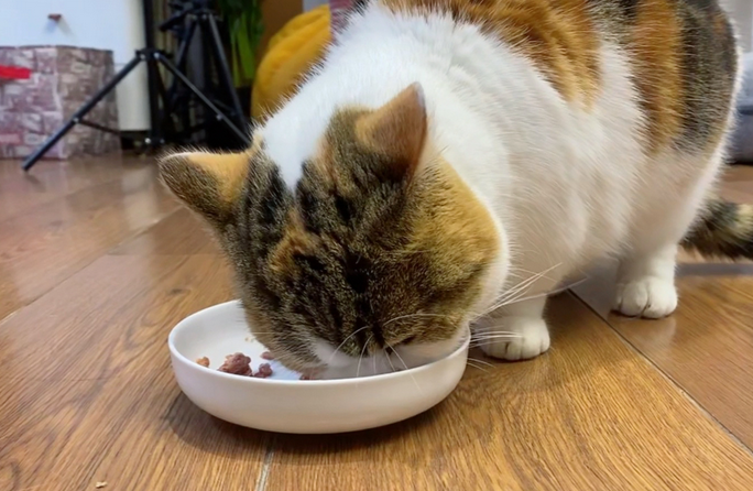 猫咪天天不吃东西怎么回事