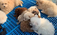无锡最大的宠物市场