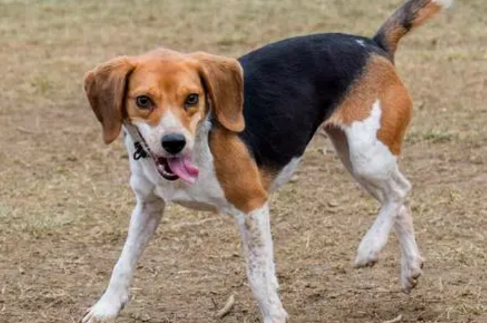 比格犬攻击性强吗 比格犬攻击性强吗