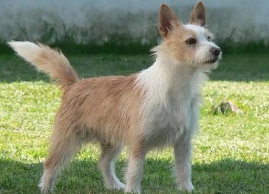 怎么训练葡萄牙波登可犬回来？具体训练方法是什么？
