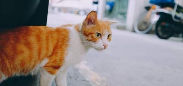 家里猫丢了怎么找回来呢