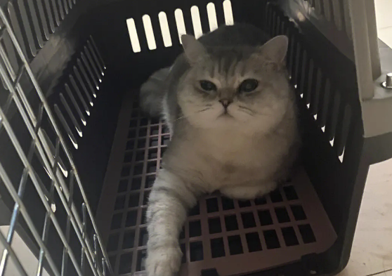 空运一只猫要多少钱